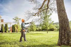 Best Tree Maintenance Programs  in Fyffe, AL