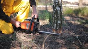 Professional Tree Services in Fyffe, AL