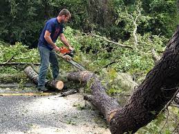 Best Lawn Renovation and Restoration  in Fyffe, AL