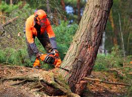 Best Tree Trimming and Pruning  in Fyffe, AL
