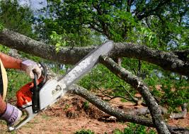 Best Hedge Trimming  in Fyffe, AL
