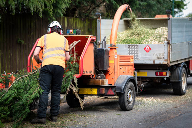 Best Fruit Tree Pruning  in Fyffe, AL