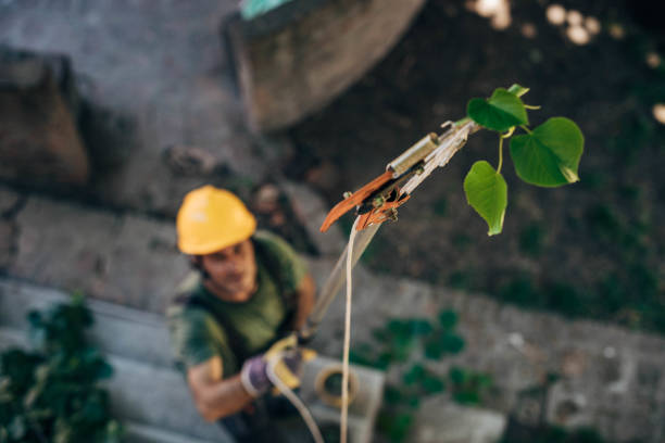 Best Commercial Tree Services  in Fyffe, AL