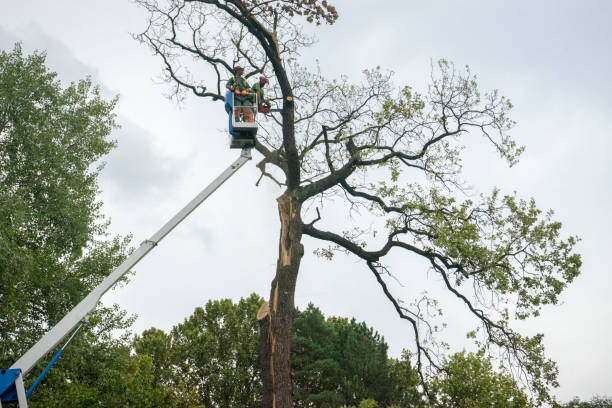 Best Leaf Removal  in Fyffe, AL