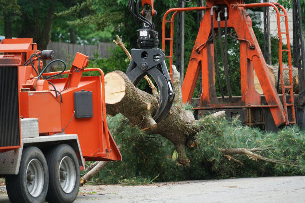 Best Seasonal Cleanup (Spring/Fall)  in Fyffe, AL