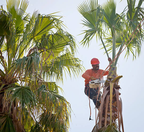 Tree and Shrub Care in Fyffe, AL