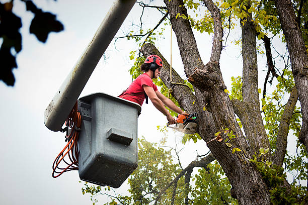Best Tree Removal  in Fyffe, AL