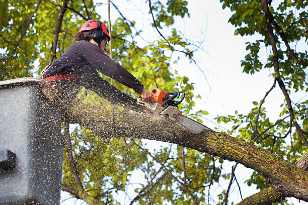 Best Stump Grinding and Removal  in Fyffe, AL