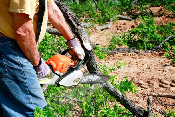 How Our Tree Care Process Works  in  Fyffe, AL