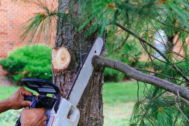  Fyffe, AL Tree Services Pros