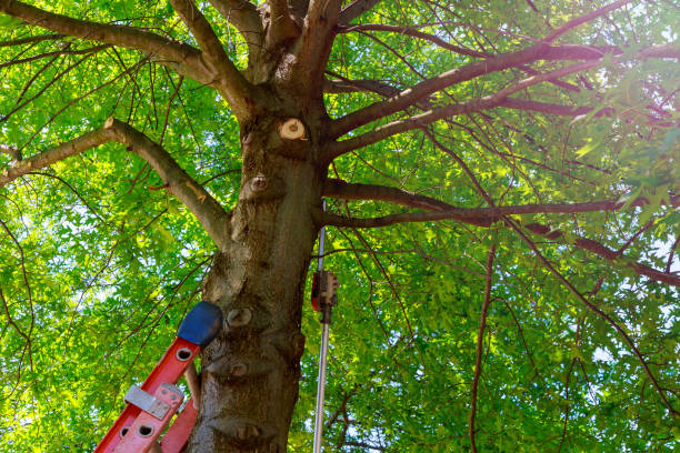 Best Tree Disease Treatment  in Fyffe, AL